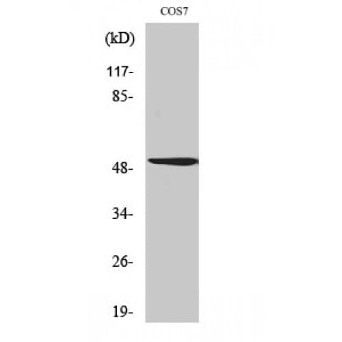 POU2F2 / OCT2 Antibody (1-80 aa, N-terminal)