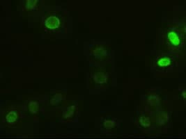 ACTN1 Antibody (clone OTI7A4)