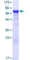 Human ETF1 / ERF1 Protein (Recombinant GST)