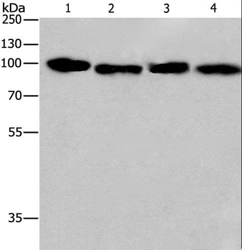 CANX / Calnexin Antibody