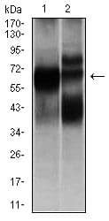 HEXA Antibody (clone 3F10)