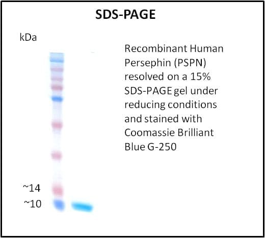 Human PSPN / Persephin Protein (Recombinant)