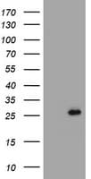 CMPK / CMPK1 Antibody (clone OTI1H1, Carrier-free)