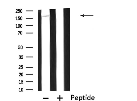 Polyclonal Rabbit anti-Human IQGAP1 Antibody (IF, WB)