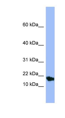 SMR3A Antibody (aa71-120)