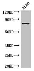 Polyclonal Rabbit anti-Human RARS Antibody