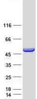 Human HYPE / FICD Protein (Recombinant Myc-DDK (Flag))