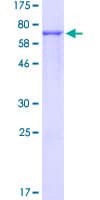 Human DDX39 Protein (Recombinant GST)