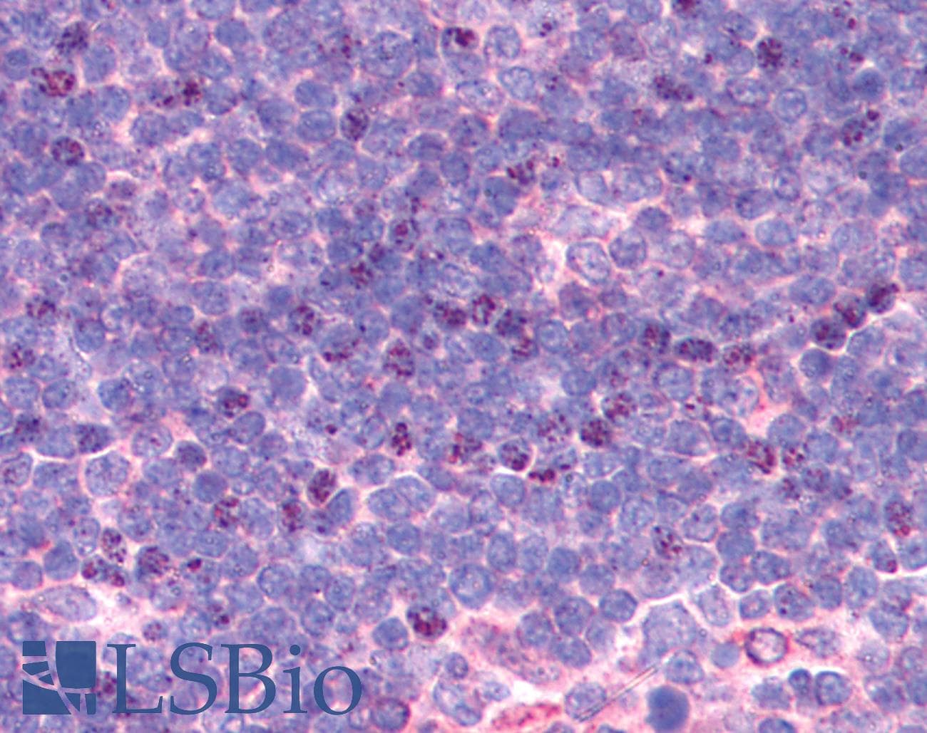 IHC-plus™ KDM4C / JMJD2C Antibody (aa475-525)