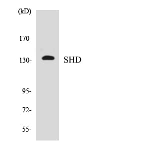 SHD Antibody (aa131-180)