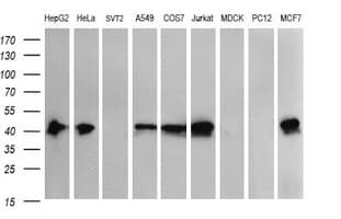 THUMPD1 Antibody (clone OTI1H6)