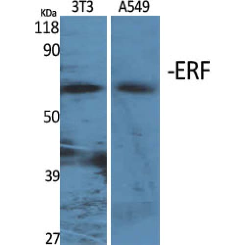 ERF / PE2 Antibody (470-550 aa)
