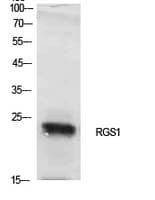 RGS1 Antibody