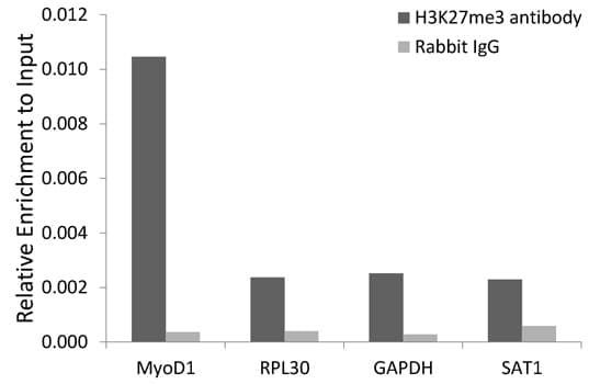 Histone H3 Antibody (Trimethyl-Lys27)