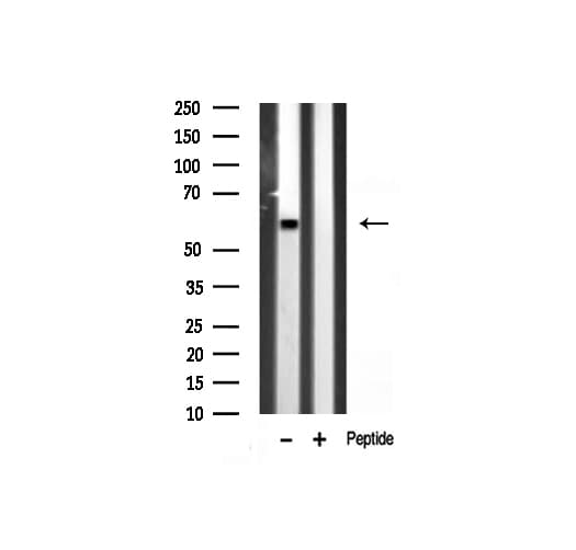 GAD1 / GAD67 Antibody