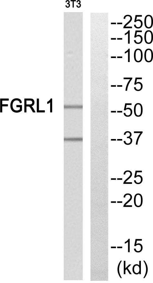 FGFRL1 Antibody