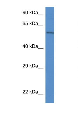 Polyclonal Rabbit anti-Mouse PLXDC2 Antibody (aa433-482, WB)
