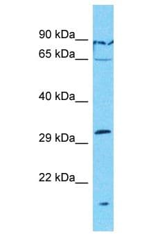 OR7G1 Antibody (aa255-304)
