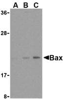 BAX Antibody