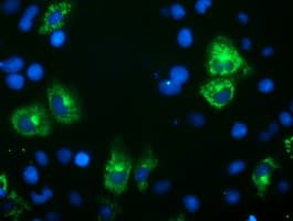 Paraplegin / SPG7 Antibody (aa300-573, clone OTI2B9)