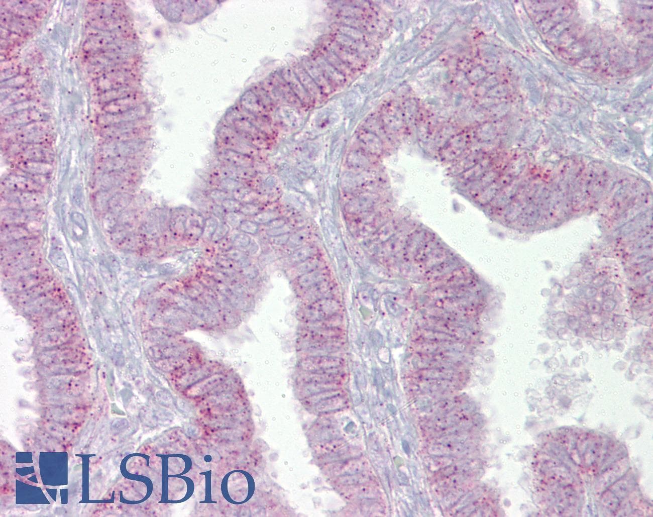 Polyclonal Rabbit anti-Human CDK9 Antibody (N-Terminus, IHC, WB)