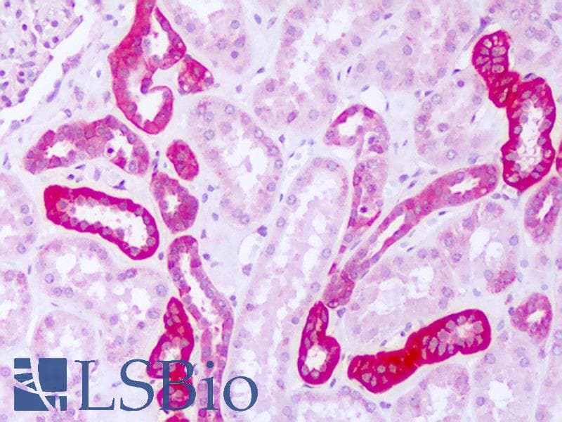 FARSA Antibody (aa276-325)