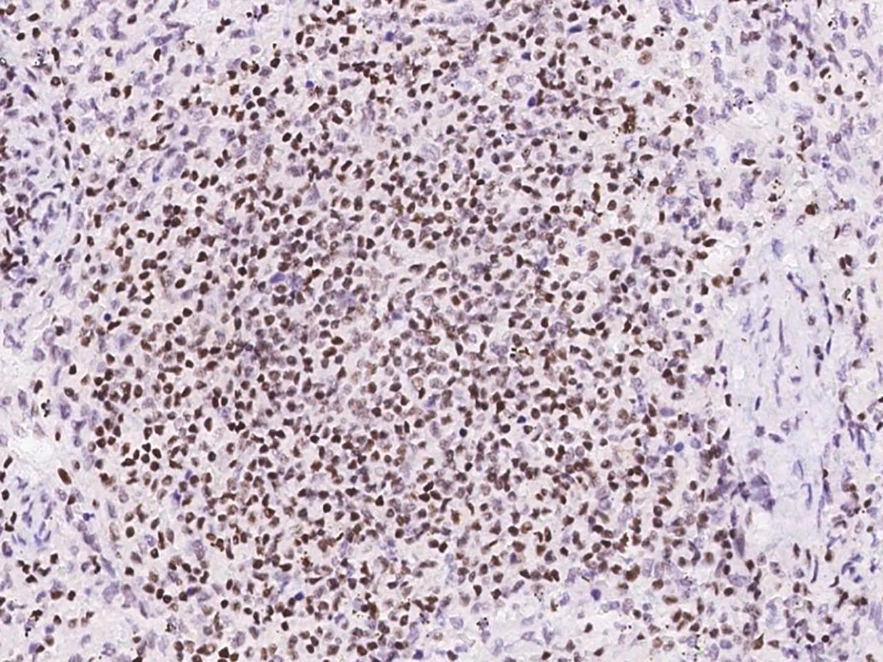 SP4 Antibody
