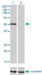 Monoclonal Mouse anti-Human BAR / BFAR Antibody (clone 1C6, IHC, WB)