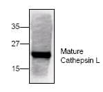 IHC-plus™ CTSL / Cathepsin L Antibody