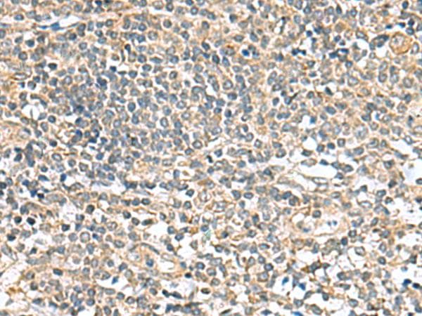 CCDC134 Antibody