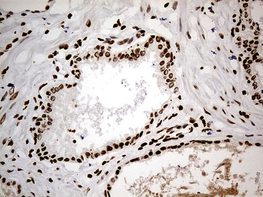 CDC45 Antibody (aa1-270, clone OTI4F3, Carrier-free)