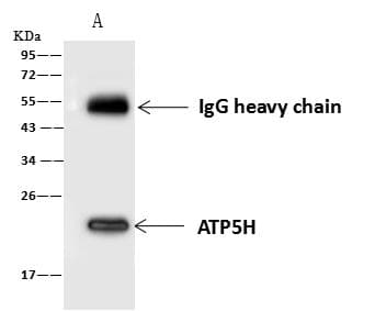 ATP5H Antibody