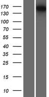 SMG6 Protein (Over-Expression Lysate Myc-DDK (Flag))