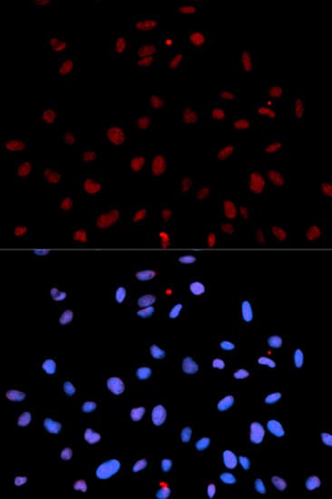 c-Met Antibody (phospho-Tyr1235)