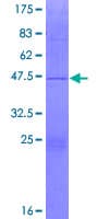 Human BMRP36a / MRPL43 Protein (Recombinant GST)