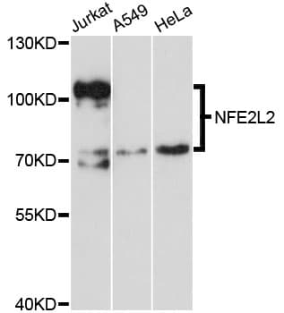 NFE2L2 / NRF2 Antibody