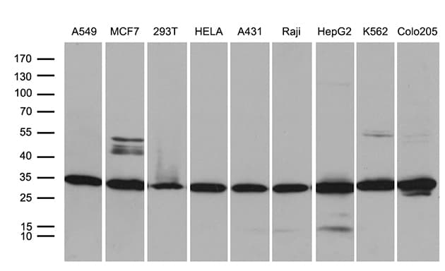 PSMA7 Antibody (clone OTI4A9, Carrier-free)