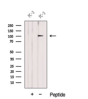 DZIP1 Antibody