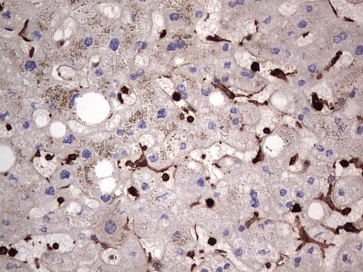 PKM2 Antibody (clone 1G10)