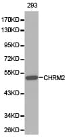 CHRM2 / M2 Antibody