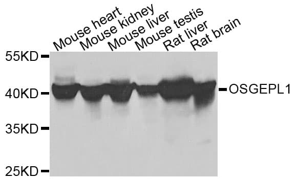 OSGEPL1 Antibody
