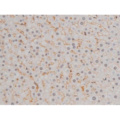 AP-1 / JUND Antibody (phospho-Ser255)