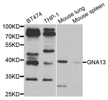 GNA13 Antibody