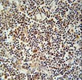 CD300LF / CD300f Antibody (aa56-84)