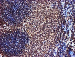 TOMM34 Antibody (clone OTI1G7, Carrier-free)