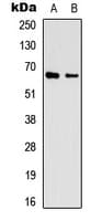 IHC-plus™ EIF3L / EIF3EIP Antibody (N-Terminus)