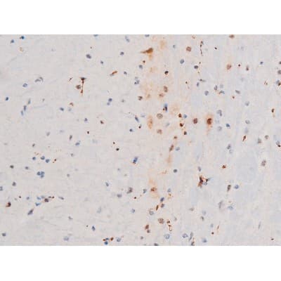 GATA4 Antibody (phospho-Ser105)