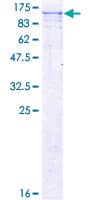 Human GSG2 / HASPIN Protein (Recombinant GST)
