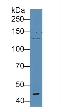 VWA3A Antibody (aa981-1176)