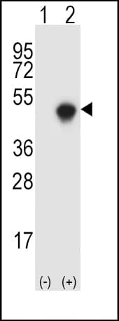 SPHK / SPHK1 Antibody (aa286-315)